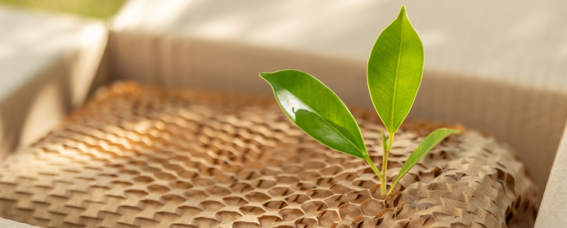 Nachhaltige Verpackungen im Trend: Drei grüne Blätter ragen aus einem Pappkarton, der mit umweltfreunlichen Papiermaterial gefüllt ist.