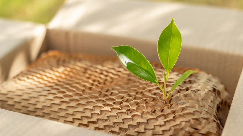 Nachhaltige Verpackungen im Trend: Drei grüne Blätter ragen aus einem Pappkarton, der mit umweltfreunlichen Papiermaterial gefüllt ist.